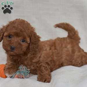 Kendra, Miniature Poodle Puppy